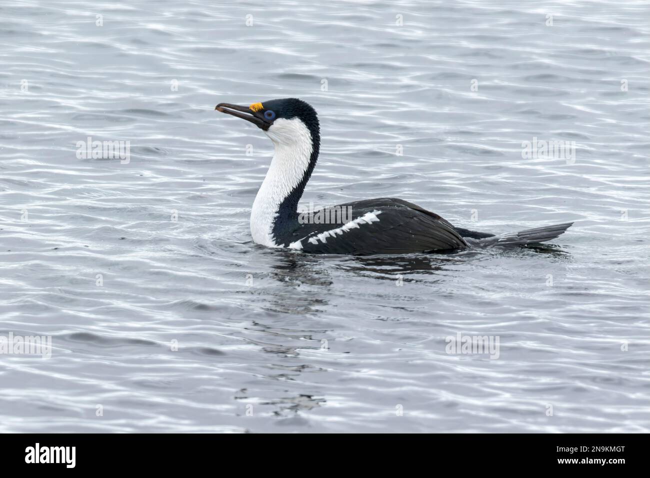 Shag antartico, Leucocarbo bransfieldensis, nuoto singolo adulto sul mare, Isola di Aitco, Antartide Foto Stock