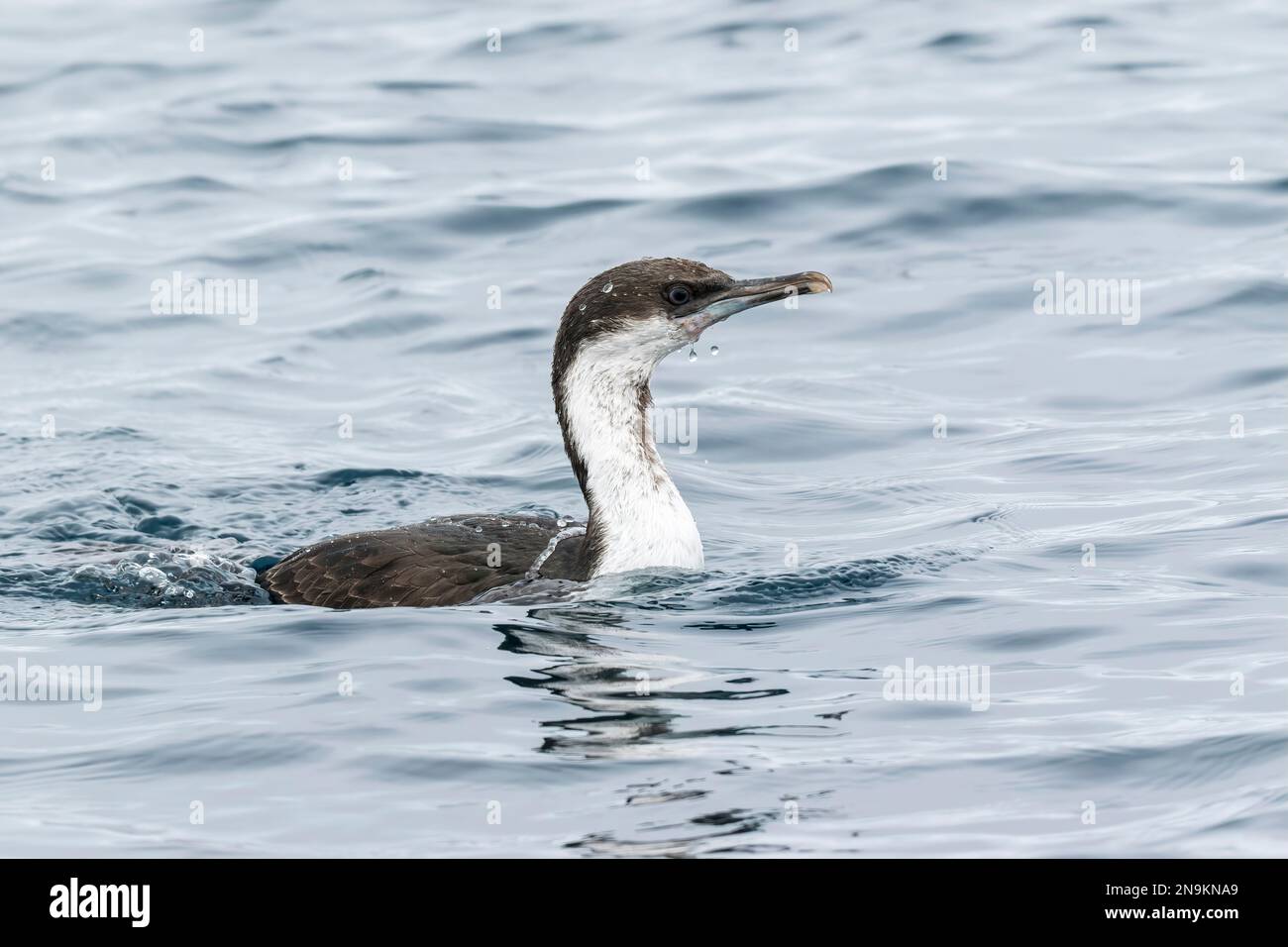 Shag antartico, Leucocarbo bransfieldensis, nuoto singolo adulto sul mare, Isola di Aitco, Antartide Foto Stock