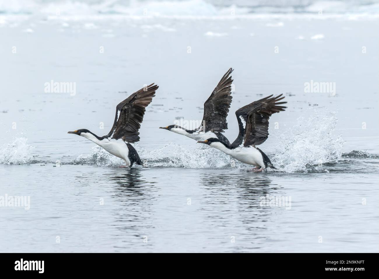 Shag Antartico, Leucocarbo bransfieldensis, tre adulti che prendono volo dal mare, Isola di Aitco, Antartide Foto Stock