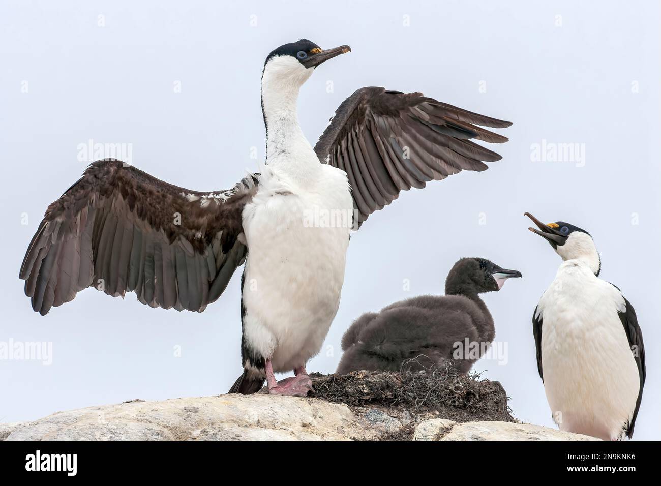 Shag antartico, Leucocarbo bransfieldensis, due adulti con nido, Isola di Aitco, Antartide Foto Stock