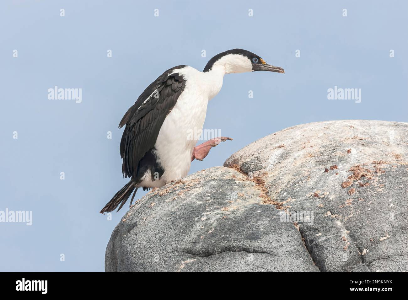 Shag antartico, Leucocarbo bransfieldensis, adulto singolo in piedi sulla roccia, Isola di Aitco, Antartide Foto Stock