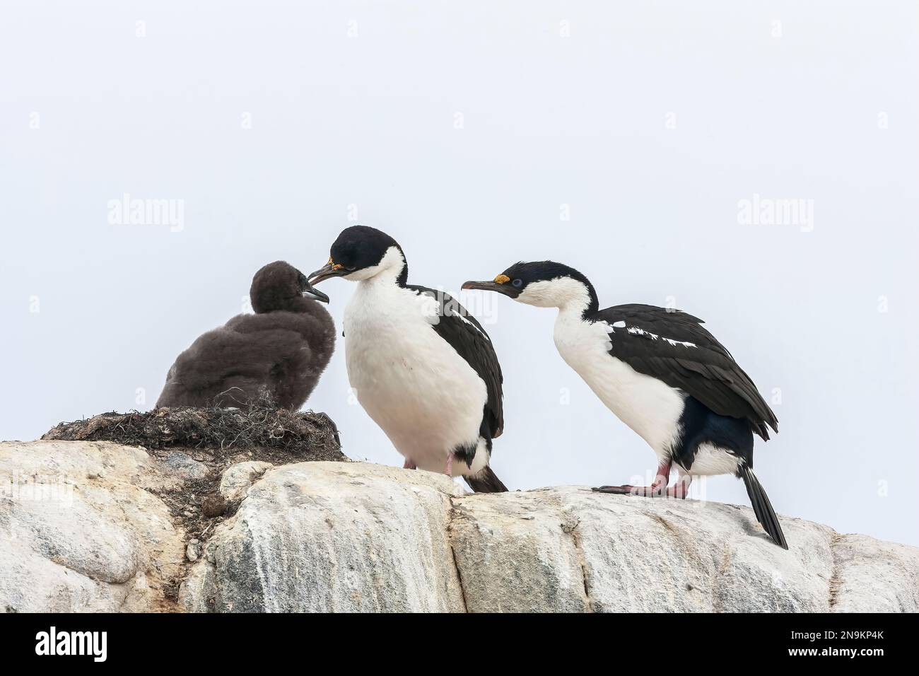 Shag antartico, Leucocarbo bransfieldensis, due adulti con nido, Isola di Aitco, Antartide Foto Stock