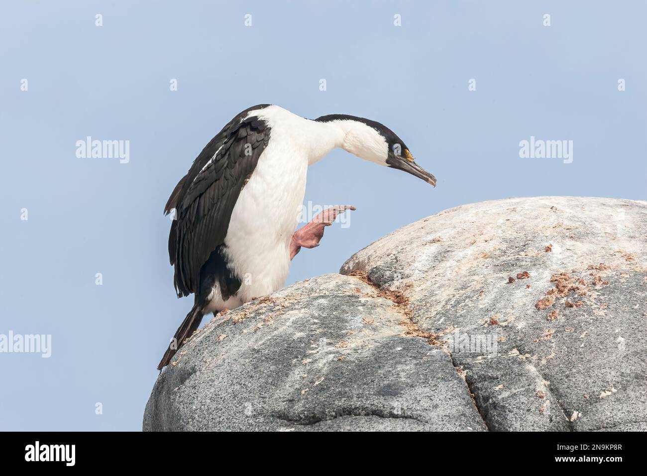 Shag antartico, Leucocarbo bransfieldensis, adulto singolo in piedi sulla roccia, Isola di Aitco, Antartide Foto Stock