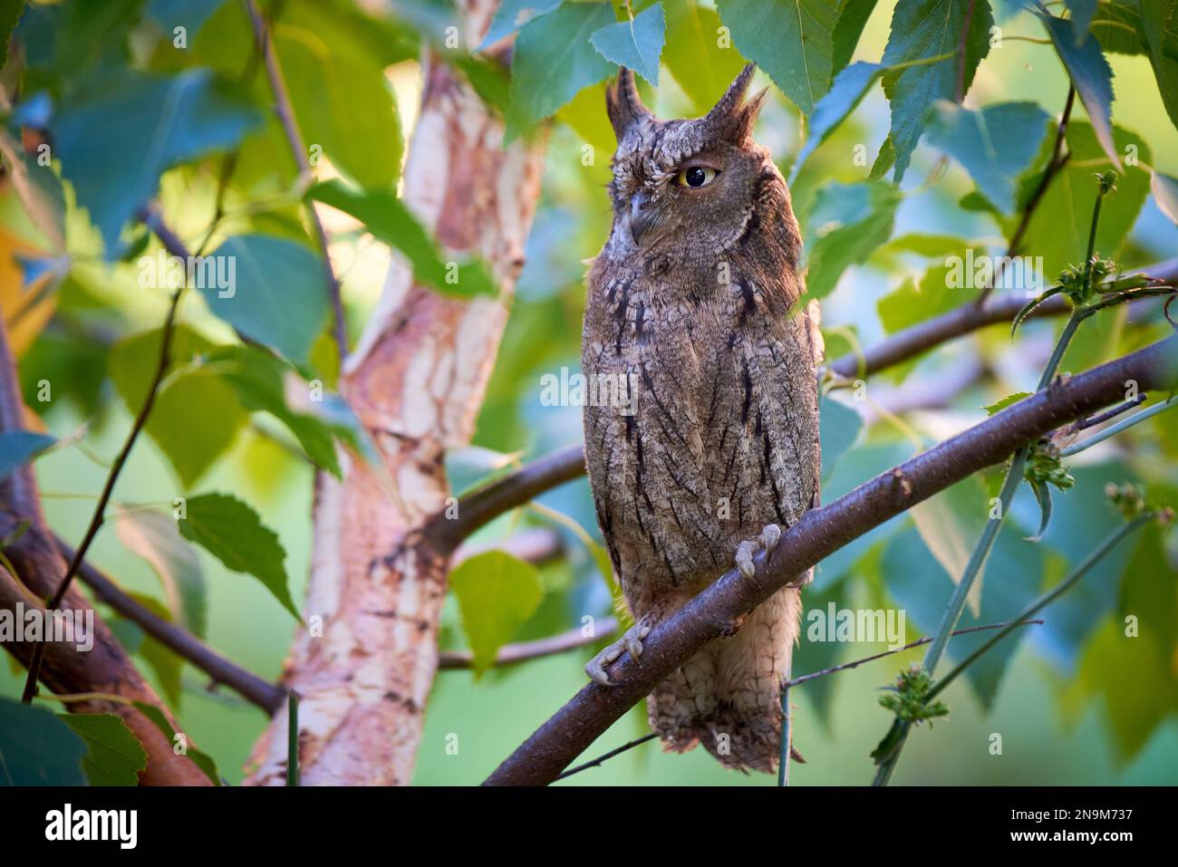 Scope eurasiatica gufo seduto su un ramo ( Otus scops ) Foto Stock