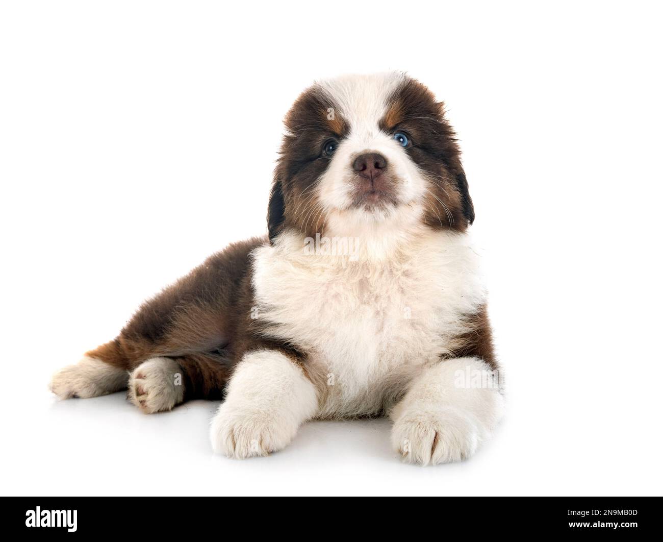 Miniatura American Shepherd davanti a sfondo bianco Foto Stock