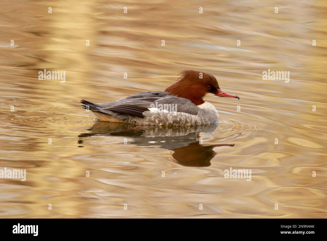 Comune Goosander femmina Foto Stock