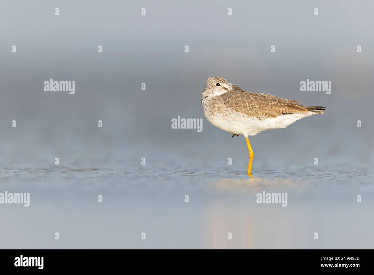 Le grandi gambe di gialle (Tringa melanoleuca) riposano e si foraggiano presso le piane di fango del Texas South Padre Island. Foto Stock