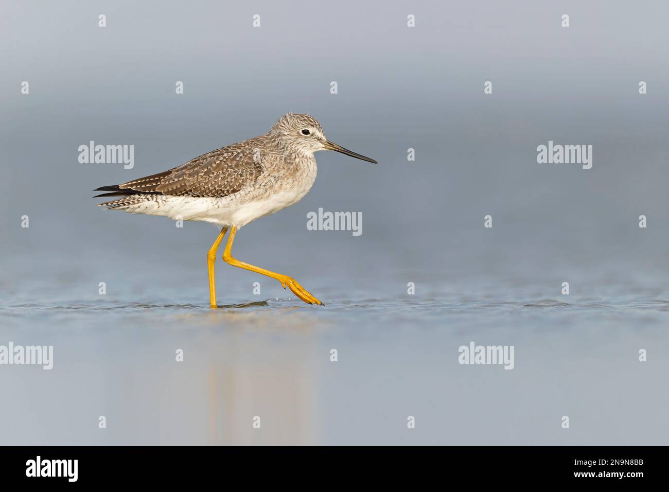 Le grandi gambe di gialle (Tringa melanoleuca) riposano e si foraggiano presso le piane di fango del Texas South Padre Island. Foto Stock