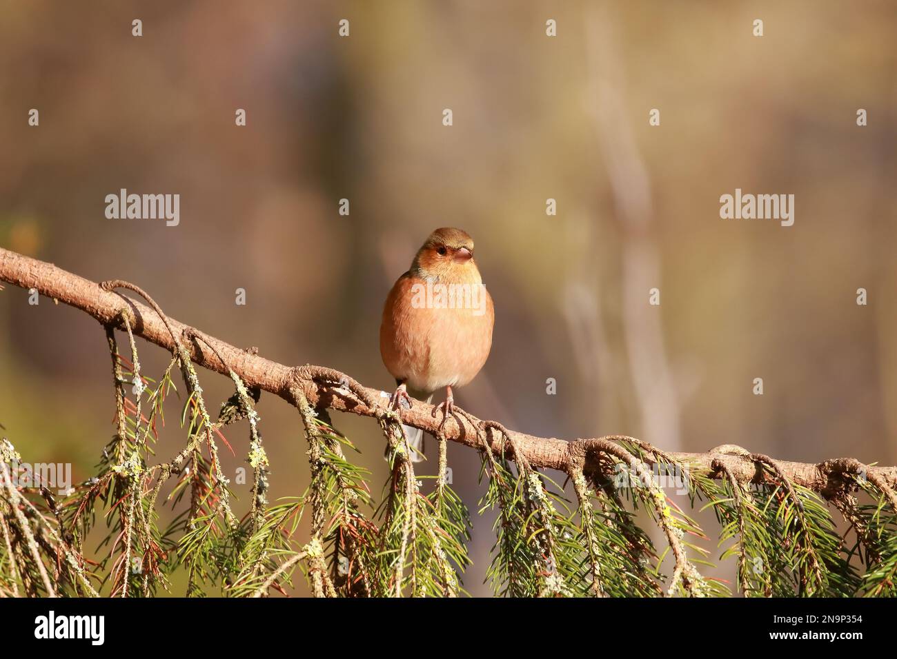 Chaffinch (Fringilla coelebs) presso la riserva naturale di Low Barns, contea di Durham. REGNO UNITO Foto Stock