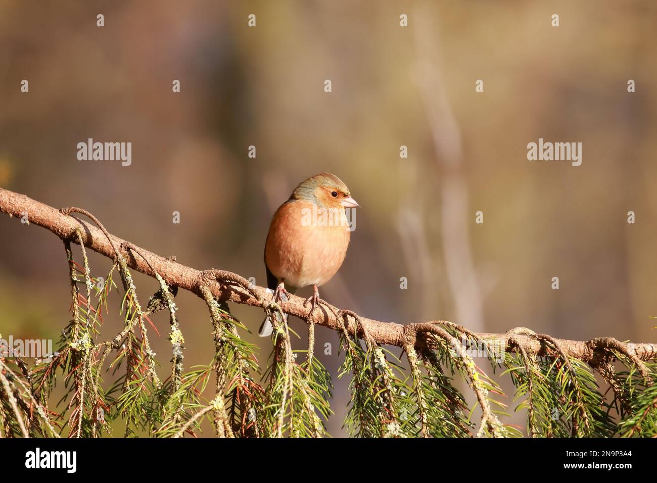 Chaffinch (Fringilla coelebs) presso la riserva naturale di Low Barns, contea di Durham. REGNO UNITO Foto Stock
