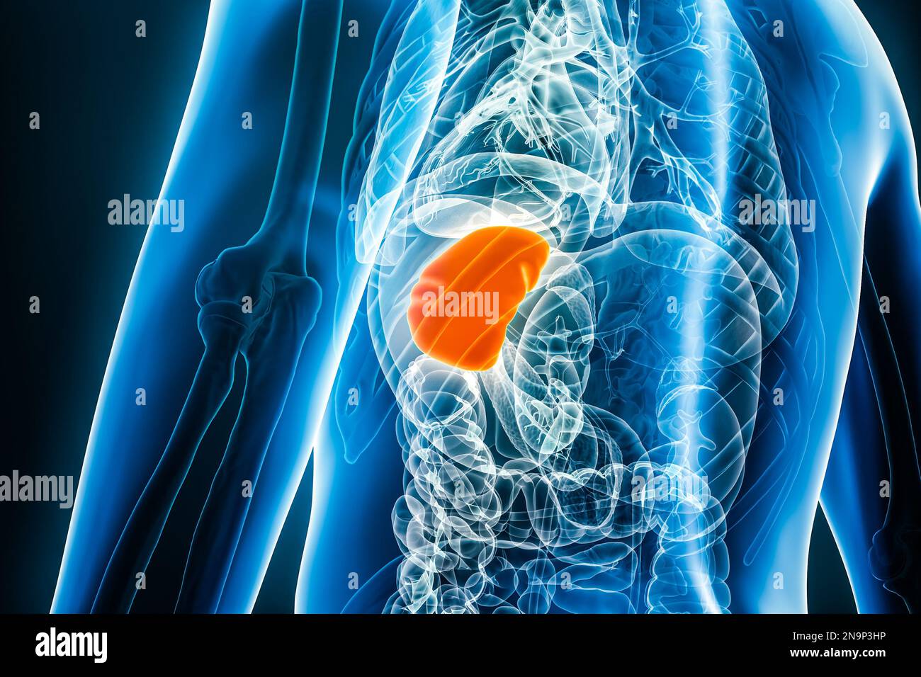 Immagine dell'organo interno della milza radiogena 3D con contorni del corpo maschile. Anatomia umana, medico, sistema linfoide, biologia, scienza, assistenza sanitaria co Foto Stock