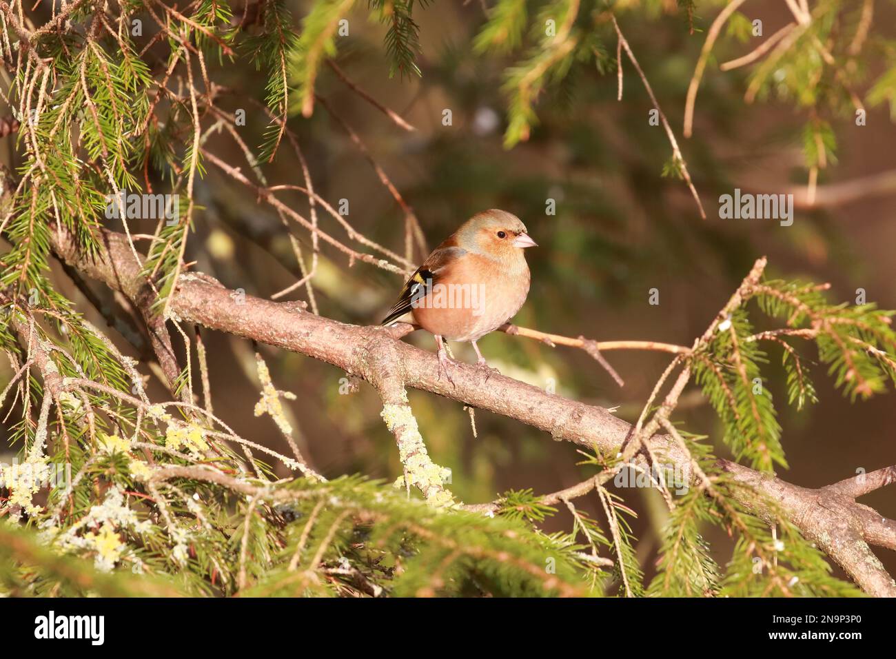 Chaffinch (Fringilla coelebs) presso la riserva naturale di Low Barns, contea di Durham. REGNO UNITO Foto Stock