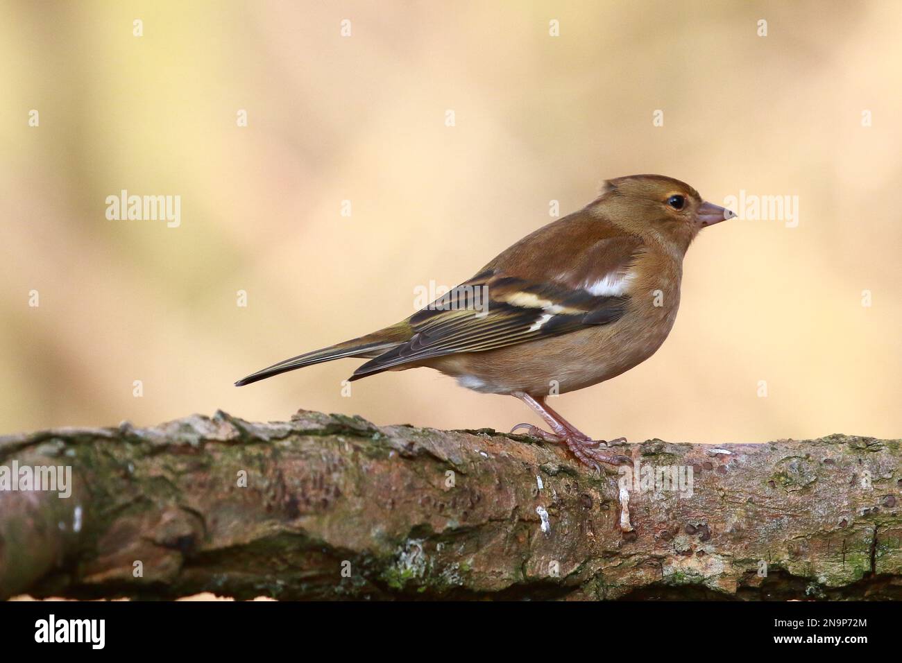 Chaffinch (Fringilla coelebs) presso la riserva naturale di Low Barns, contea di Durham. REGNO UNITO Foto Stock