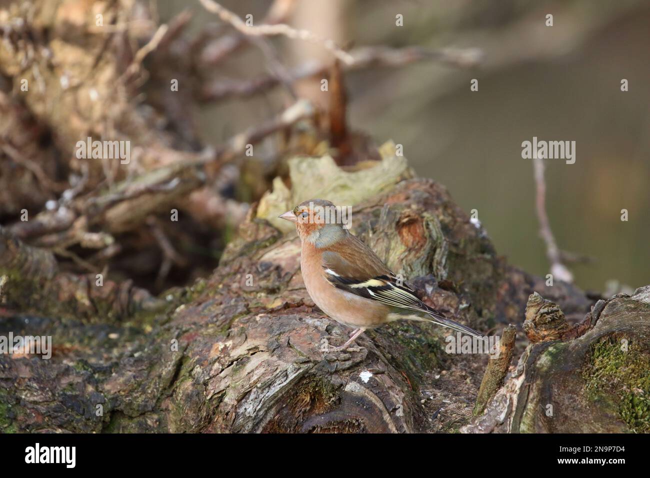 Chaffinch (Fringilla coelebs) presso la riserva naturale di Low Barns, contea di Durham. REGNO UNITO Foto Stock