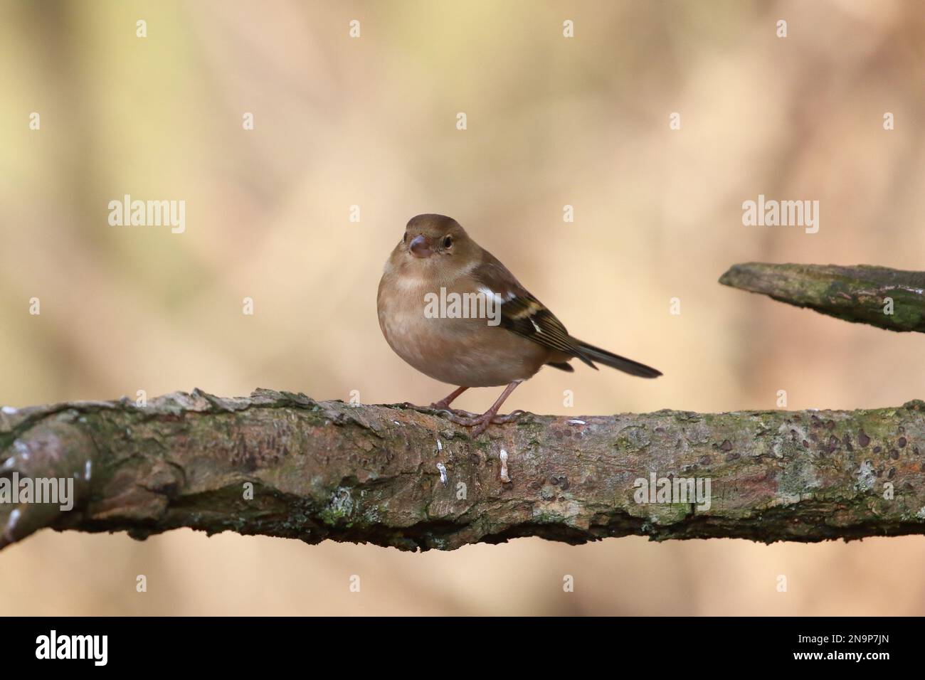 Chaffinch (Fringilla coelebs) presso la riserva naturale di Low Barns, contea di Durham. REGNO UNITO Foto Stock