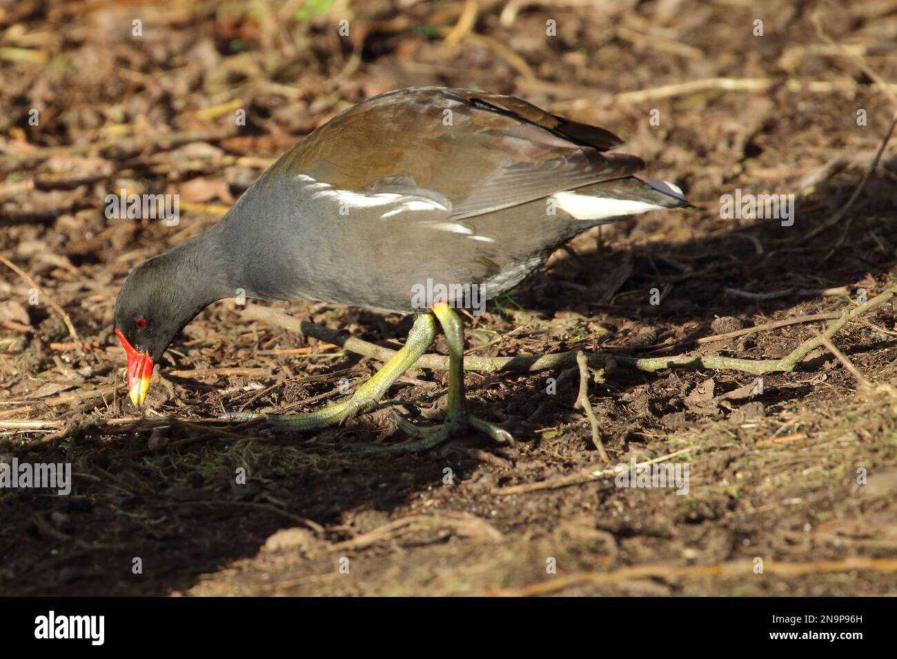 Gallinula chloropus, Moorhen a riserva naturale di Low Barns; Co. Durham; Regno Unito Foto Stock