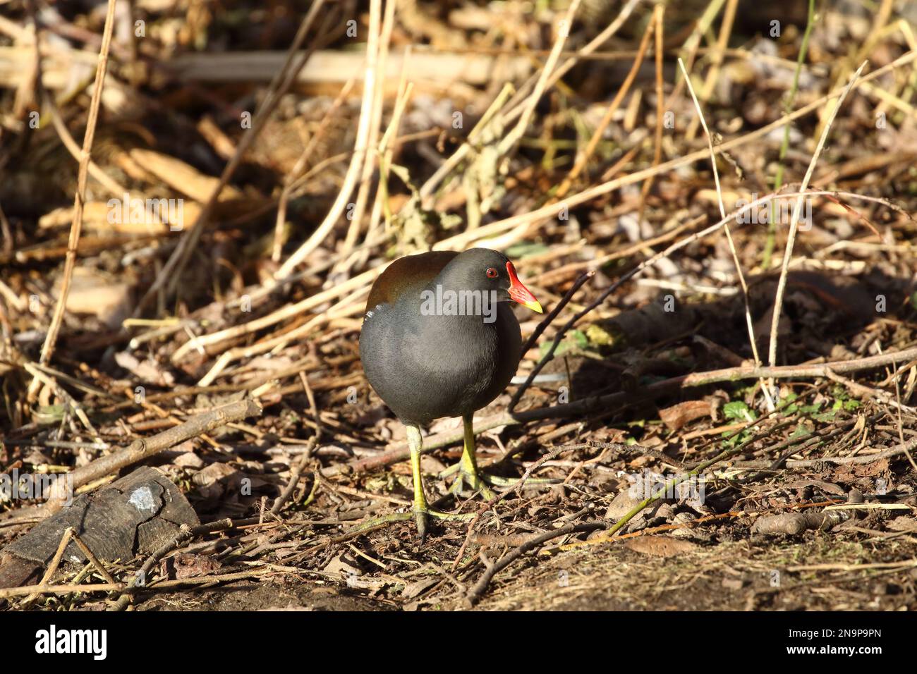 Gallinula chloropus, Moorhen a riserva naturale di Low Barns; Co. Durham; Regno Unito Foto Stock