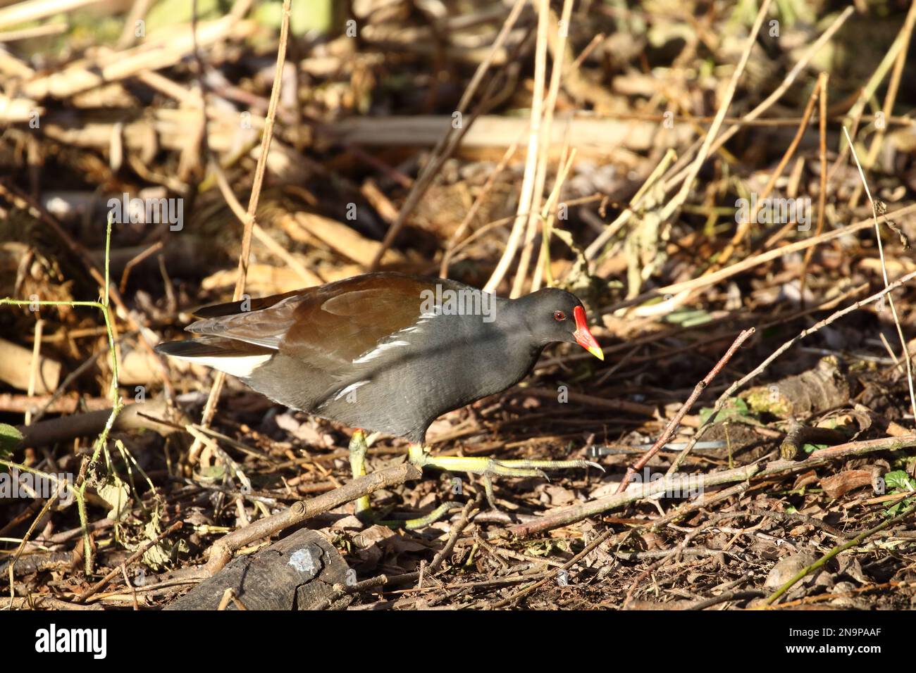 Gallinula chloropus, Moorhen a riserva naturale di Low Barns; Co. Durham; Regno Unito Foto Stock