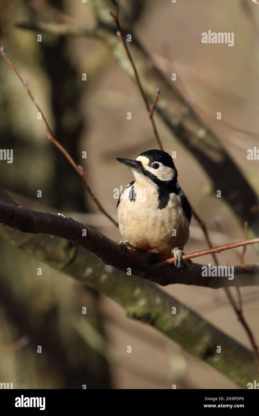 Maschio Grande picchio macchiato, Dendrocopos maggiore, riserva naturale di Barns basso. Contea di Durham Foto Stock