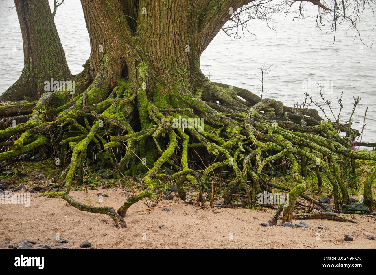 Vecchio albero con esteso sistema di radici esposte sulla riva sabbiosa del fiume Nieuwe Merwede nel parco nazionale di Biesbosch vicino a Dordrecht, Paesi Bassi Foto Stock