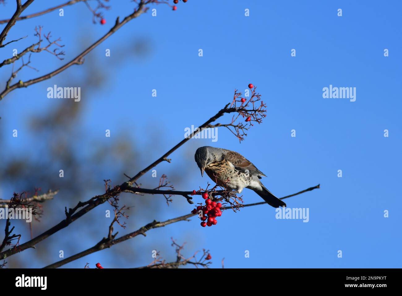 Fieldfare Turdus pilaris nutrirsi di bacche Foto Stock