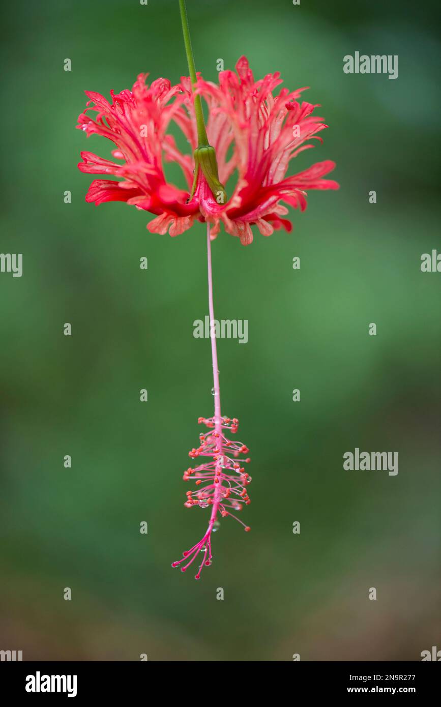 Primo piano di un fiore di ibisco rosso in fiore con sfondo verde sfocato; penisola osa, Playa Caletas, Costa Rica Foto Stock