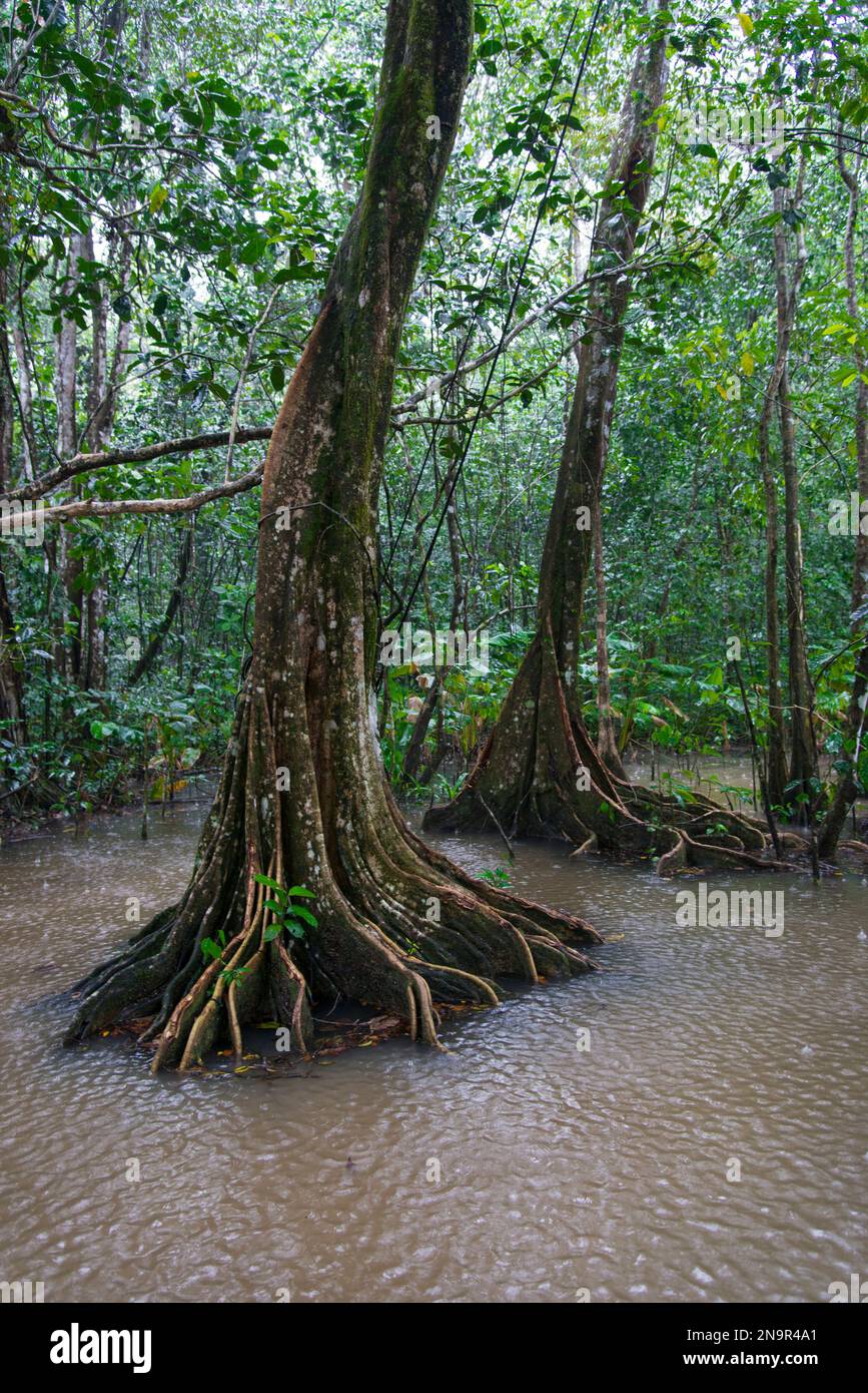 Alberi di boscaglia circondati dall'acqua; San Pedrillo, Costa Rica Foto Stock