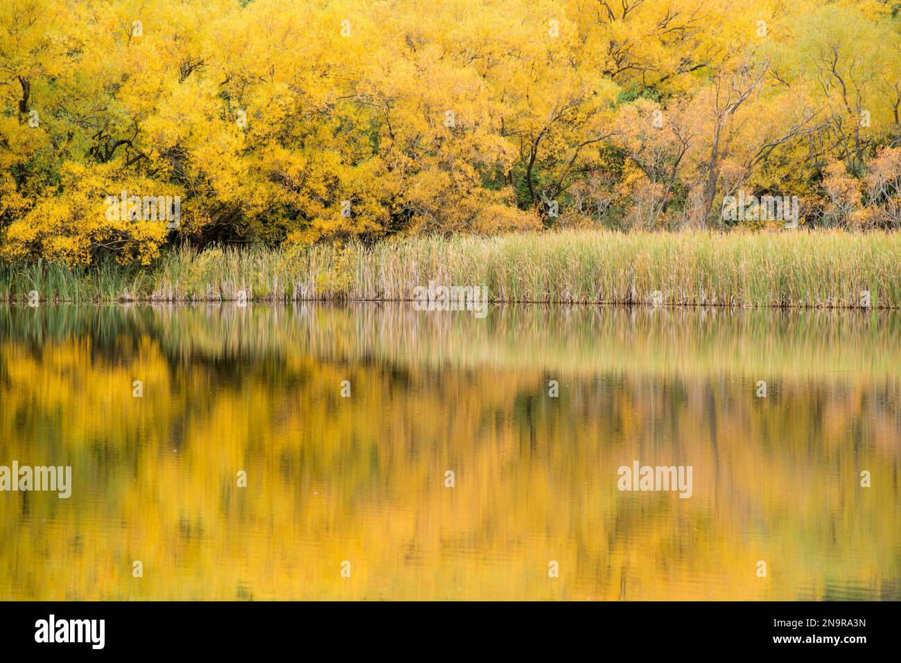 Alberi di Cottonwood in autunno lungo il lago Wanaka sull'isola meridionale della nuova Zelanda; Central Otago, South Island, nuova Zelanda Foto Stock