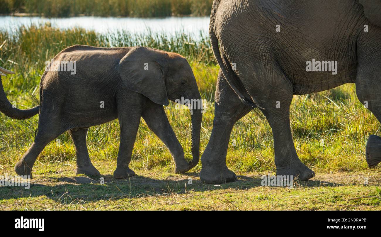 Elefante africano giovanile (Loxodonta africana) che segue da vicino un adulto; Selinda Reserve, Botswana Foto Stock