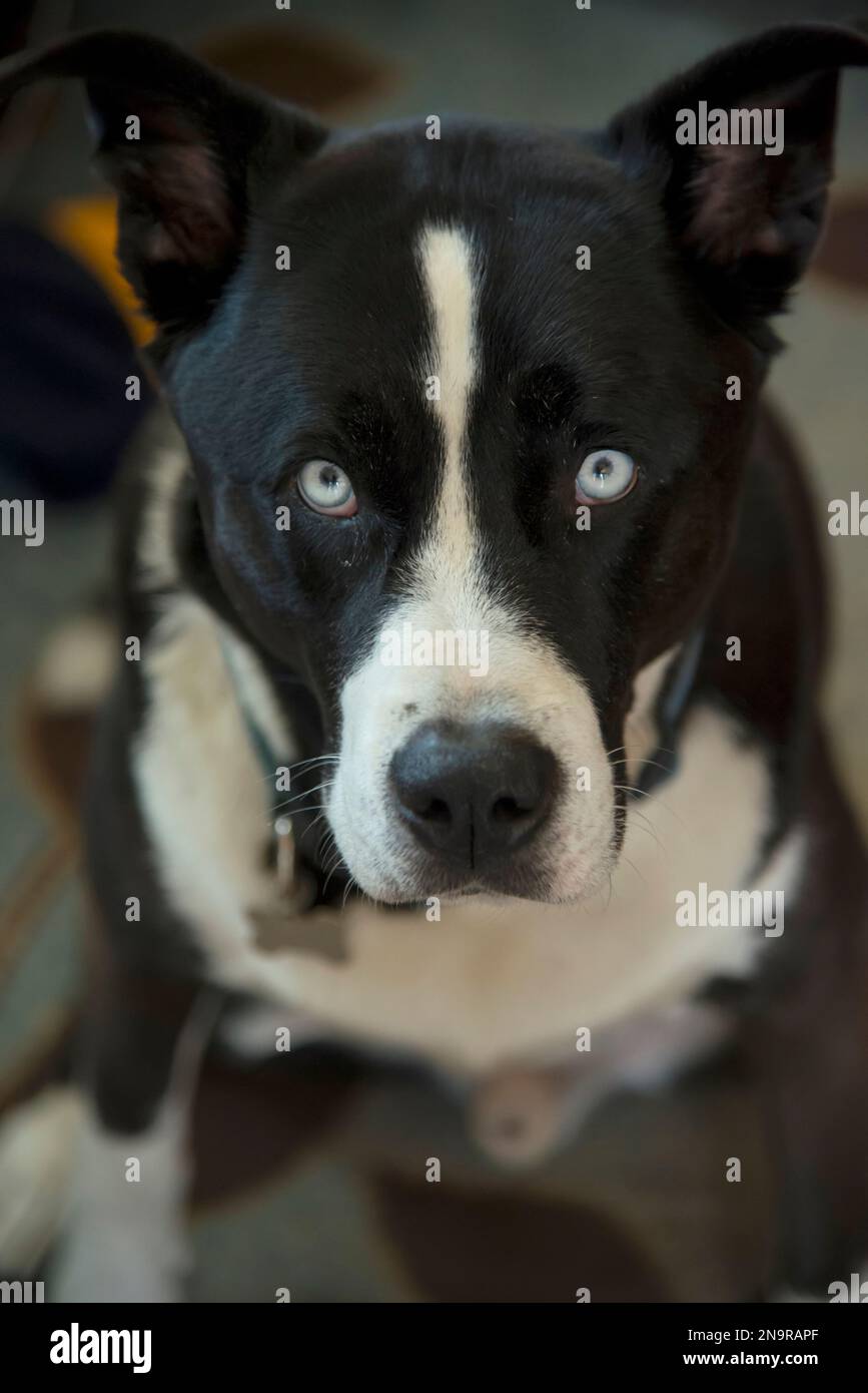 Ritratto di un cane miscuglio di husky seduto e che guarda la fotocamera; San Diego, California, Stati Uniti d'America Foto Stock