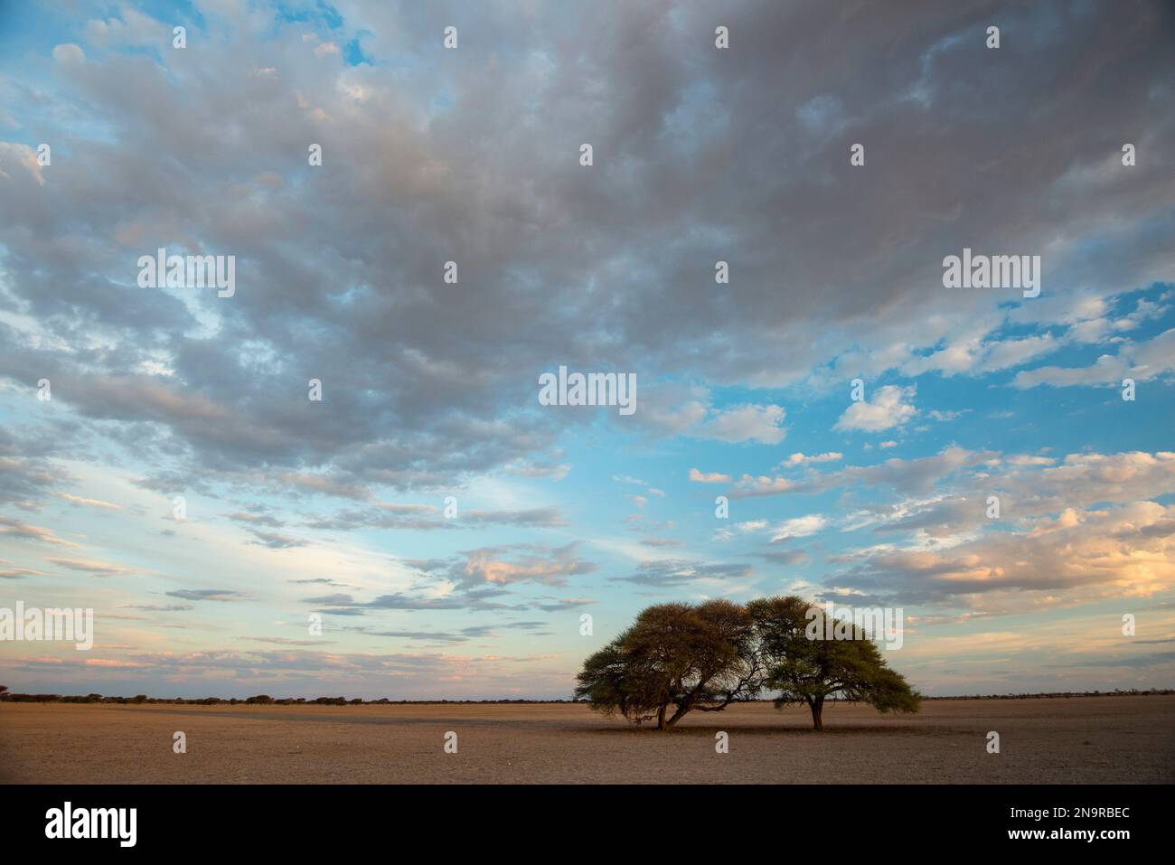 Due alberi si stagliano da soli nella sabbia rossa sterile del deserto del Kalahari in Botswana; il deserto del Kalahari, Botswana Foto Stock