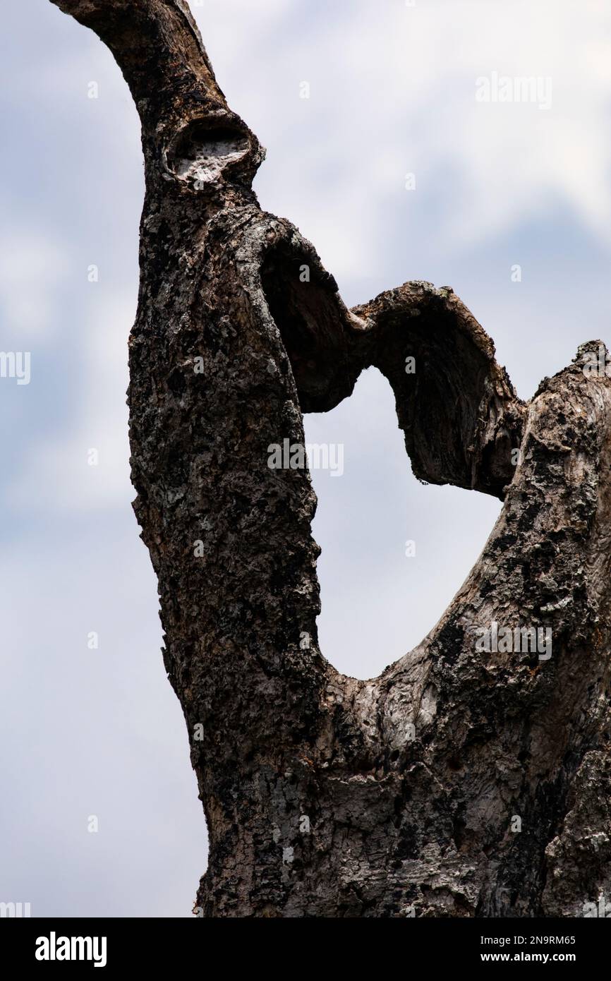 I rami morti dell'albero formano un'antica forma del cuore contro il cielo pallido sull'isola di Pecan nelle zone umide della Louisiana, Stati Uniti Foto Stock