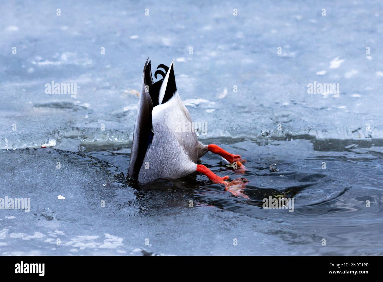 Una foto divertente quando un'anatra maschile si immerge in acqua e solo la coda rimane sulla superficie. Foto Stock