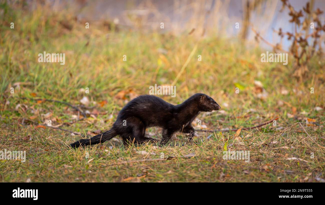 Passeggiate americane tra erba verde e foglie secche Foto Stock