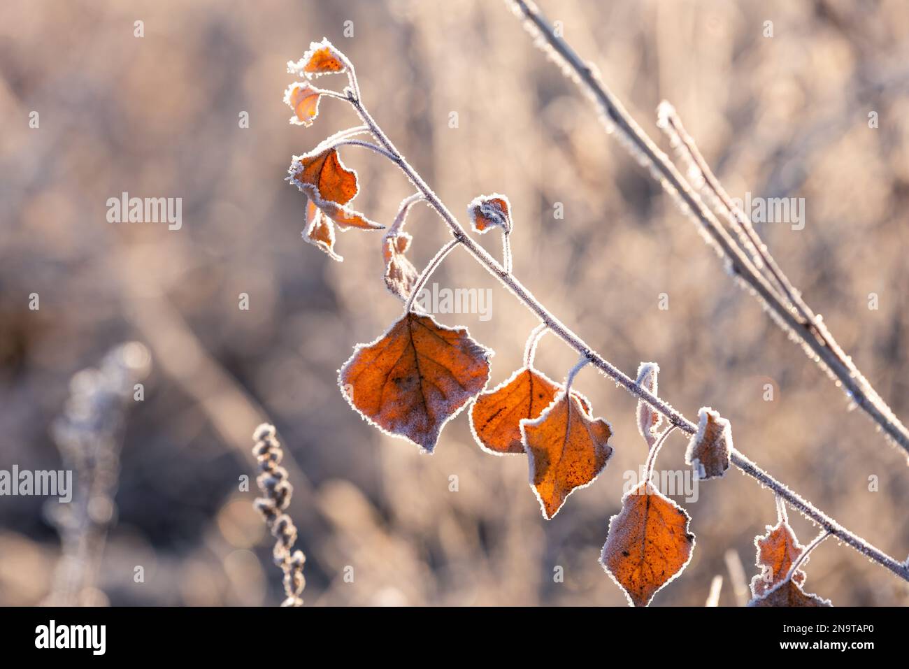 Intricata bellezza di foglie di alberi ricoperte di gelo su un ramo, circondate da lame d'erba adornate anche da un delicato strato di frost. Foto Stock