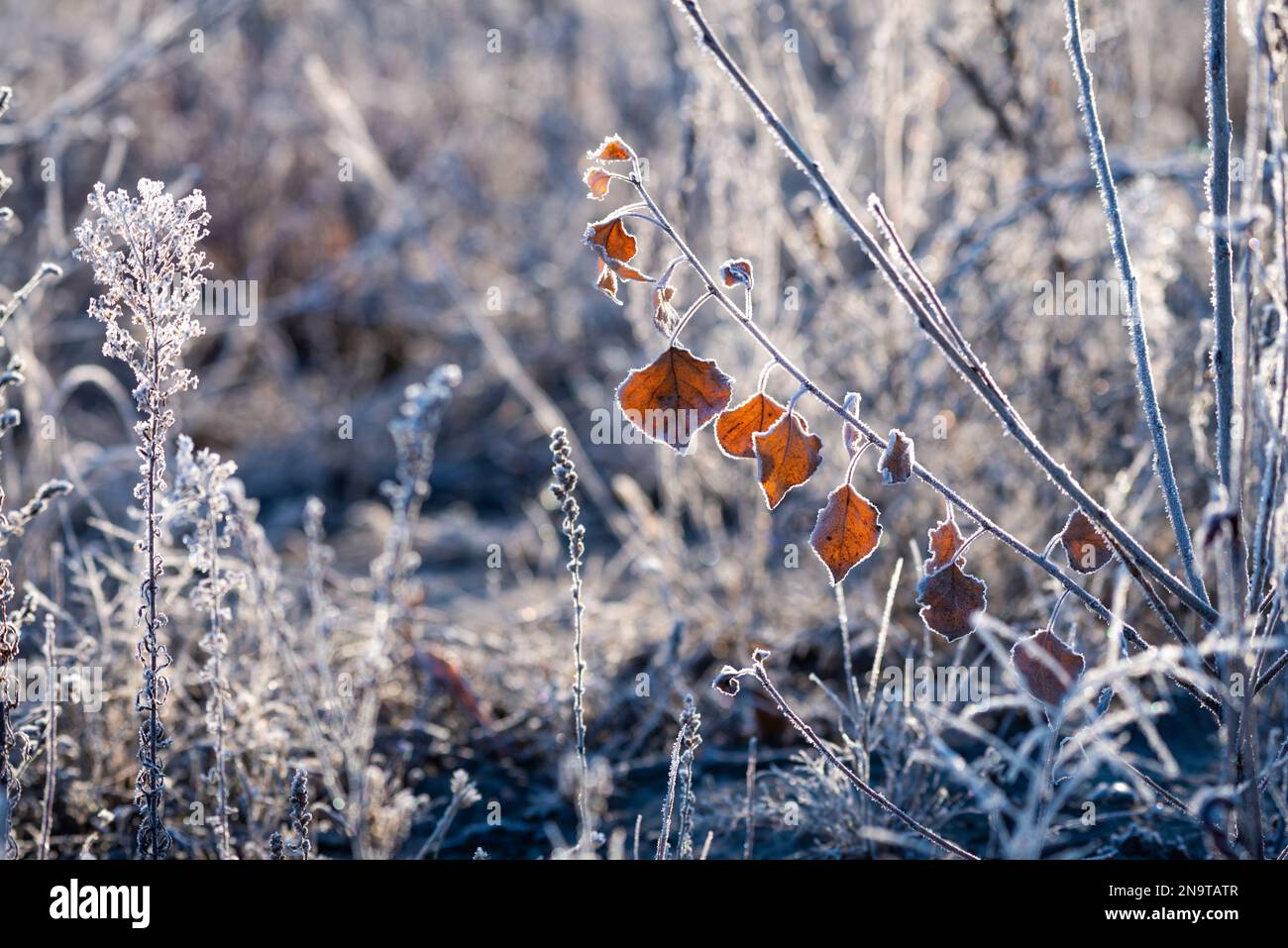 Intricata bellezza di foglie di alberi ricoperte di gelo su un ramo, circondate da lame d'erba adornate anche da un delicato strato di frost. Foto Stock