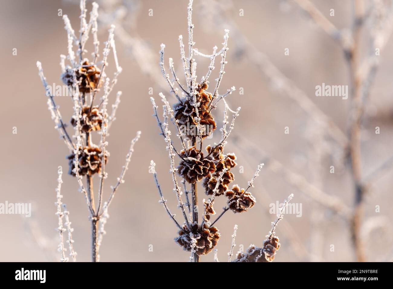 Un'immagine minimalista di un fiore splendidamente appassito coperto di gelo durante l'inverno. Foto Stock