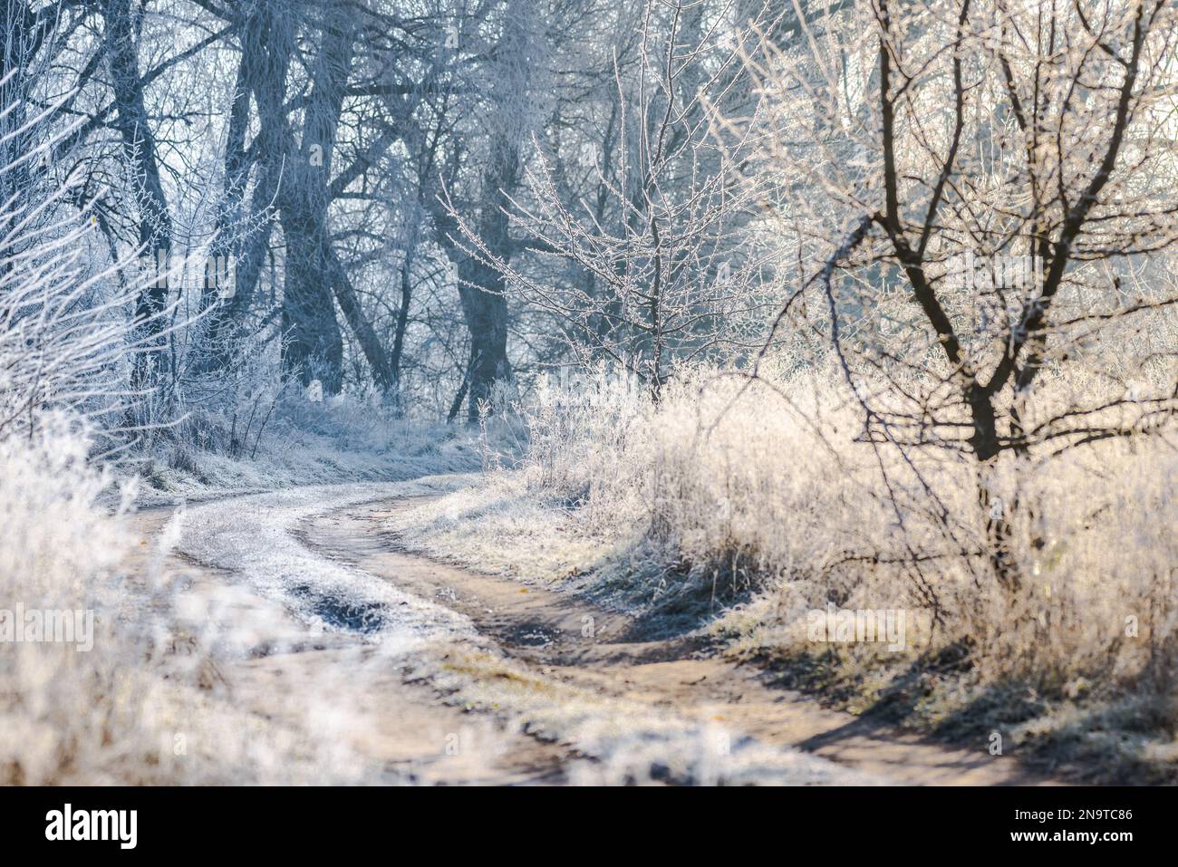 Una strada sterrata invernale illuminata dai raggi del sole del mattino, mentre piante e alberi sono coperti di gelo. Foto Stock