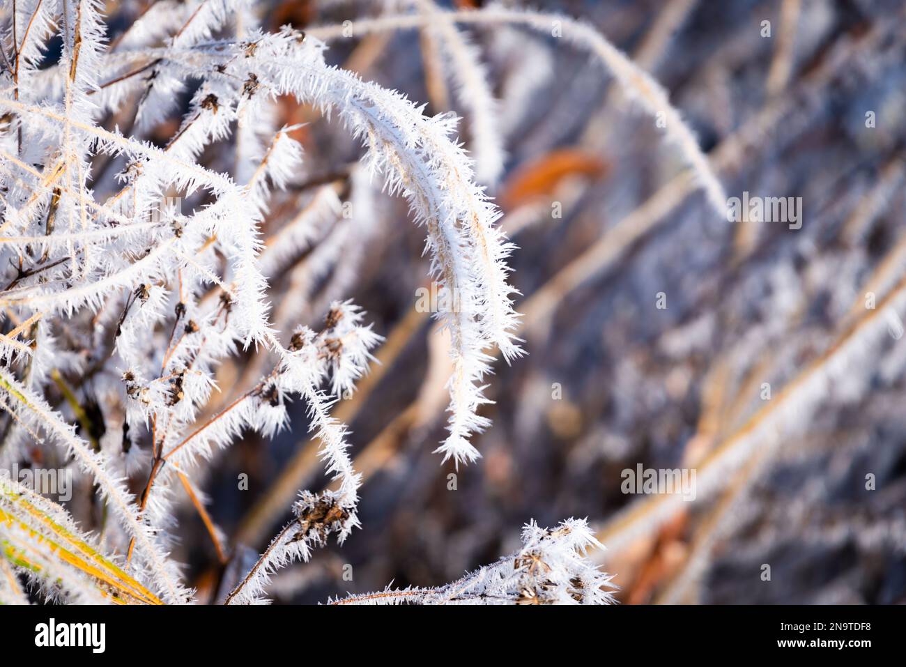 In inverno, le piante sono ricoperte di brina di ghiaccio Foto Stock