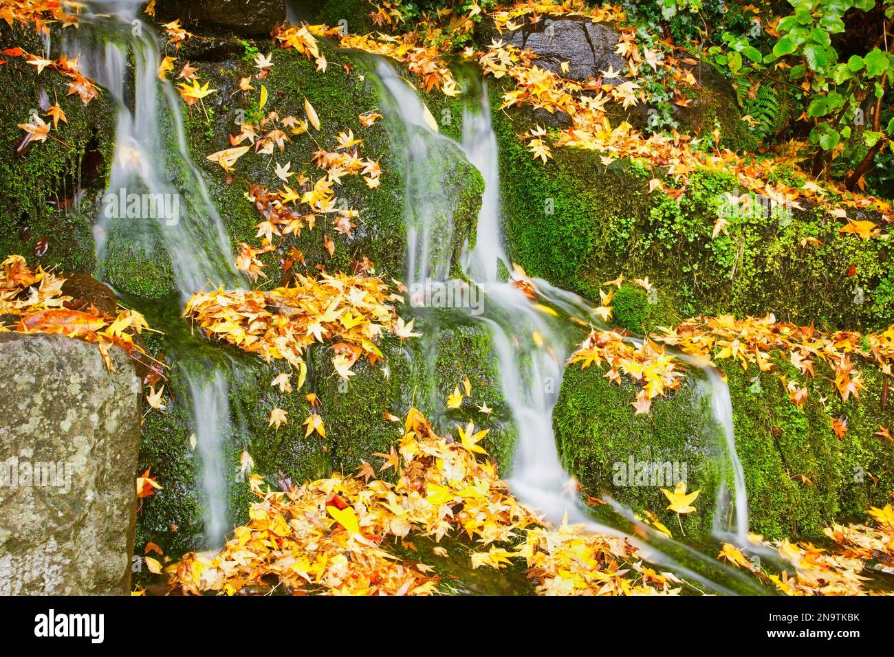 L'acqua scorre lungo un paesaggio di muscoli con foglie cadute colorate in autunno al Crystal Springs Rhododendron Garden Foto Stock