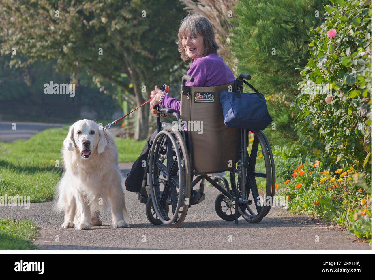 Donna disabile in carrozzella fuori con il suo golden retriever cane Foto Stock