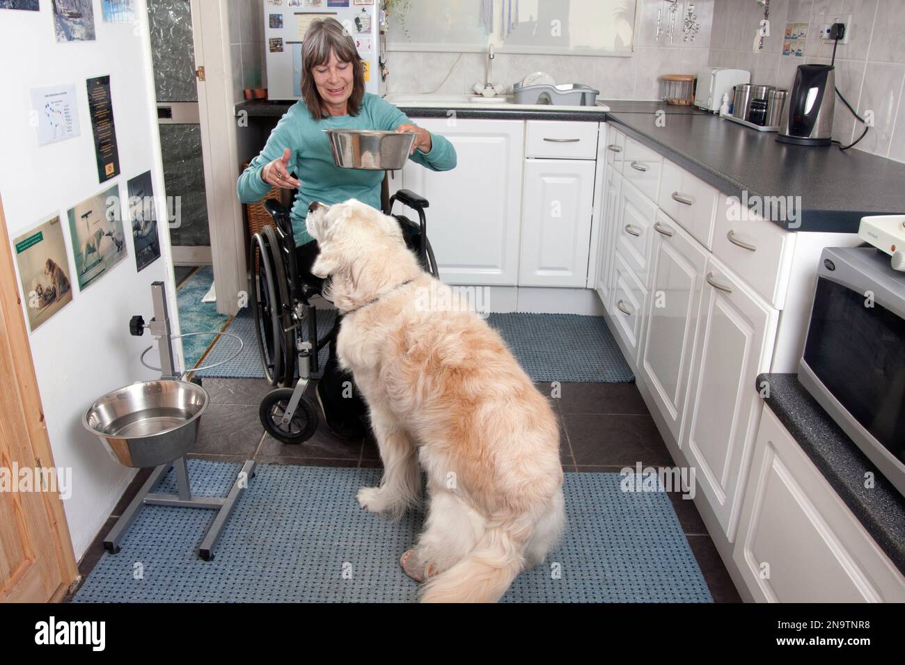 Donna disabile in sedia a rotelle la preparazione di cibo per il suo cane Foto Stock