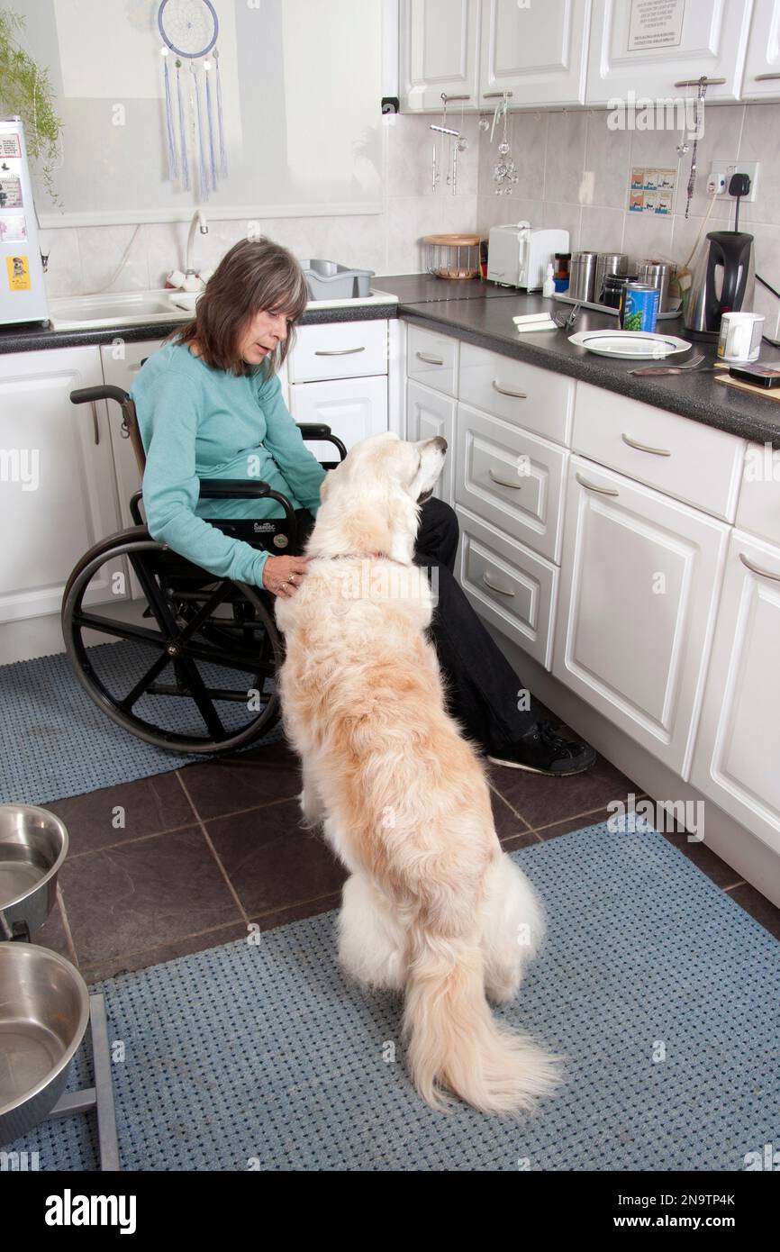 donna disabile confinata alla sedia a rotelle facendo i fuss del suo cane in cucina Foto Stock