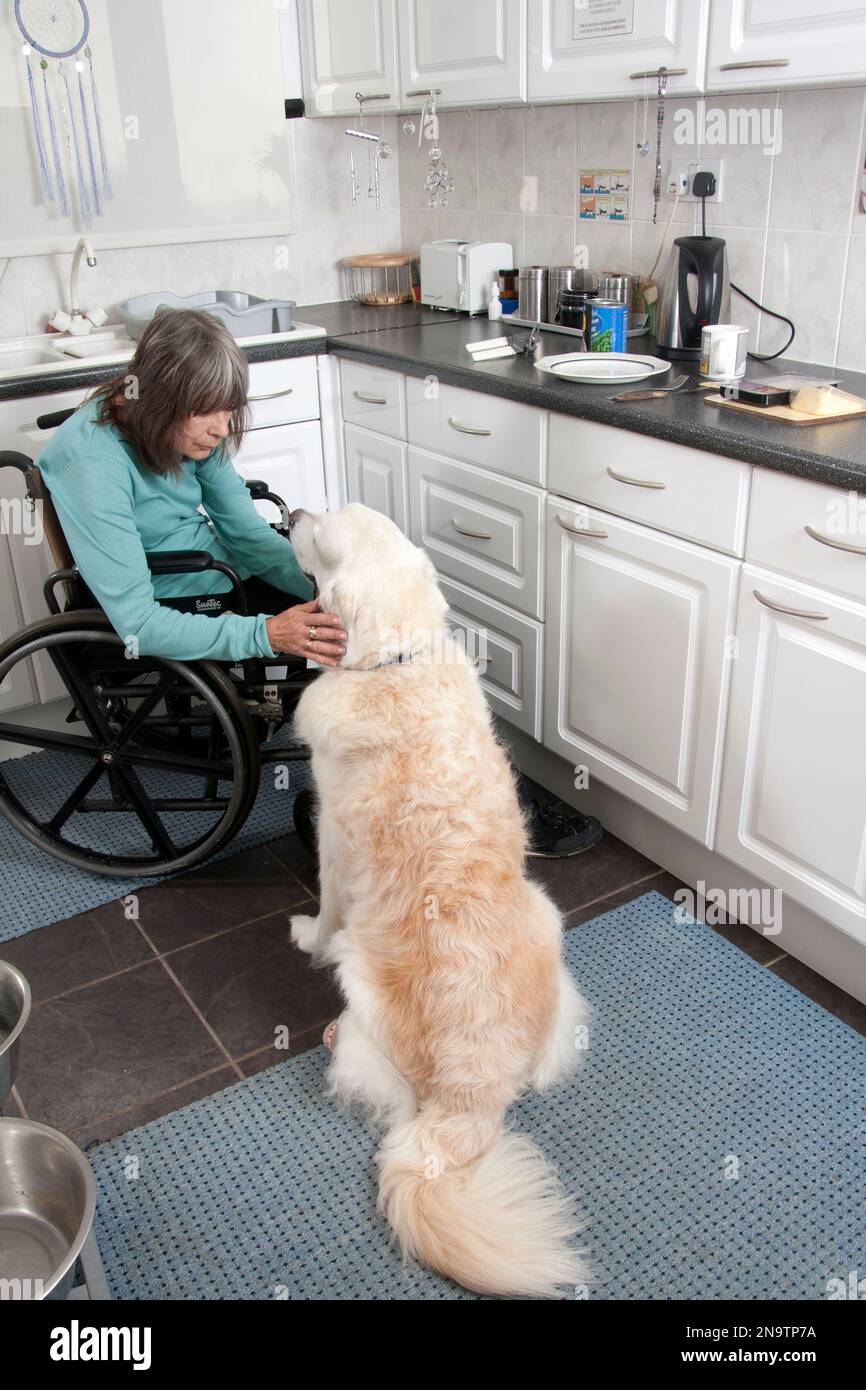 donna disabile confinata alla sedia a rotelle facendo i fuss del suo cane in cucina Foto Stock