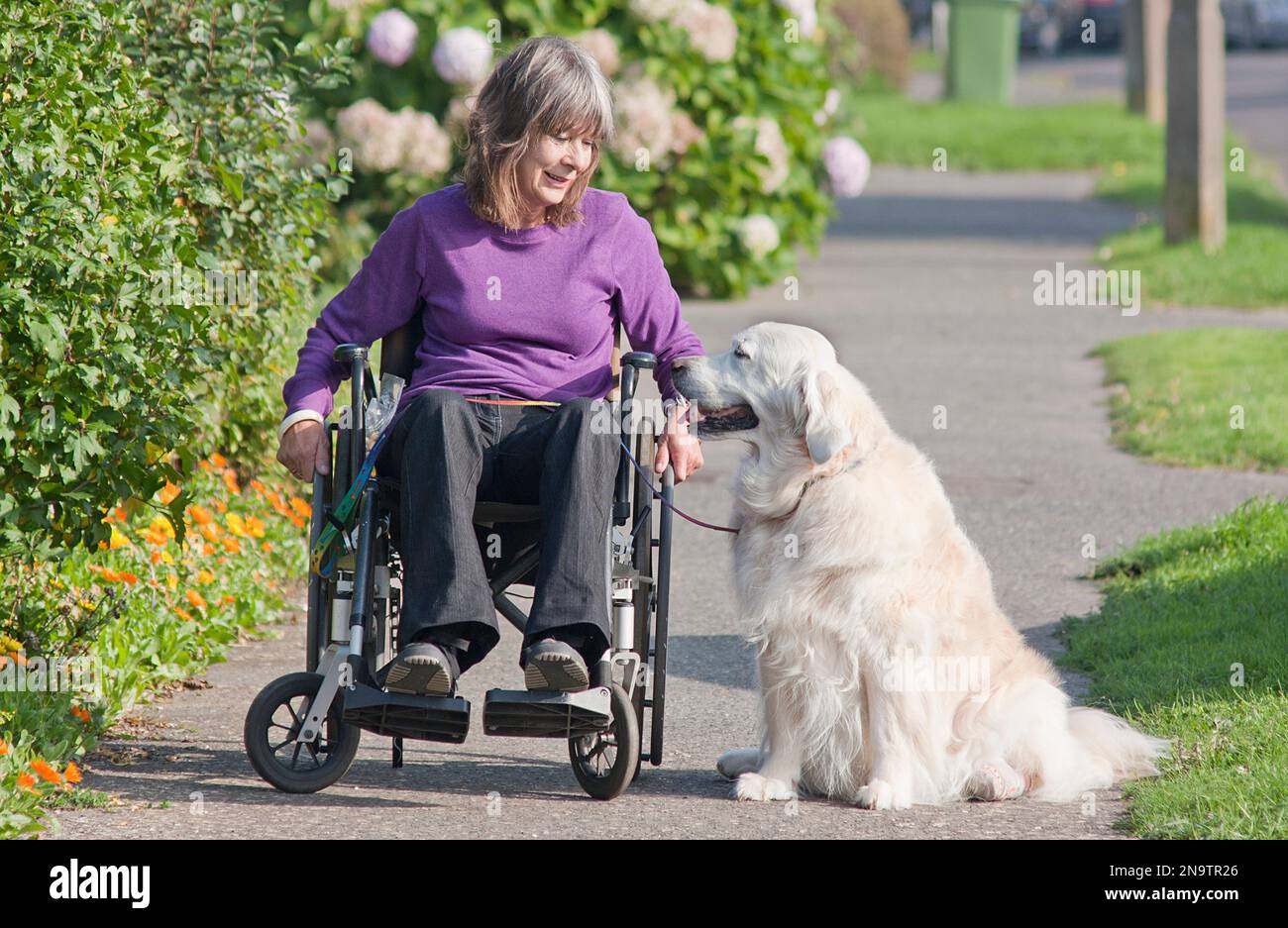 Donna disabile in carrozzella fuori con il suo golden retriever cane Foto Stock
