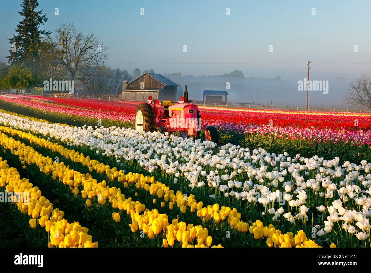 Campo di tulipani e trattore presso la Wooden Shoe Tulip Farm; Woodburn, Oregon, Stati Uniti d'America Foto Stock