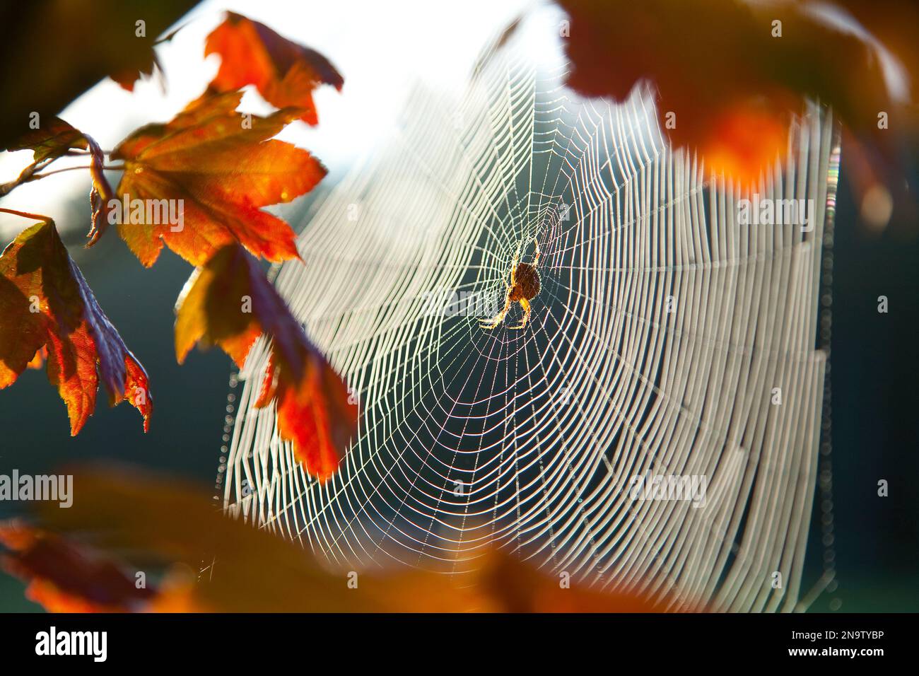 Ragno nella sua rete al mattino alla luce del sole con foglie autunnali su un albero in primo piano; Washington, Stati Uniti d'America Foto Stock