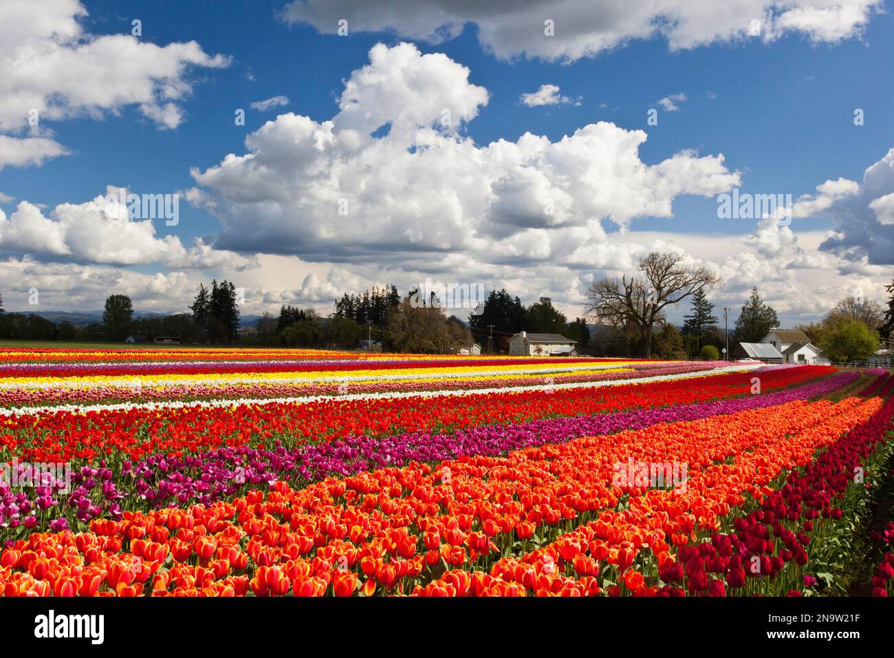 Campi di vivaci tulipani colorati presso la Wooden Shoe Tulip Farm; Woodburn, Oregon, Stati Uniti d'America Foto Stock