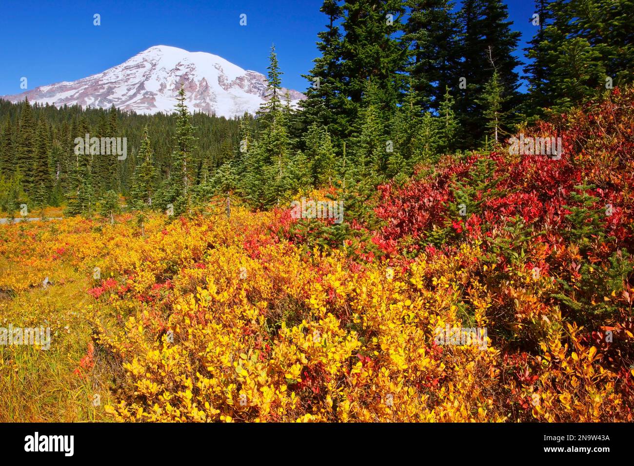 Colori autunnali e vista sul Monte Rainier nel Parco Nazionale del Monte Rainier; Washington, Stati Uniti d'America Foto Stock