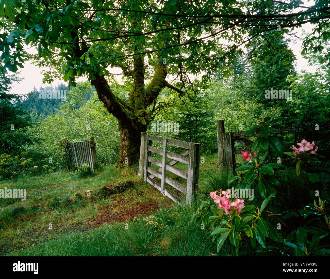 Cancello in legno lungo il sentiero forestale Foto Stock